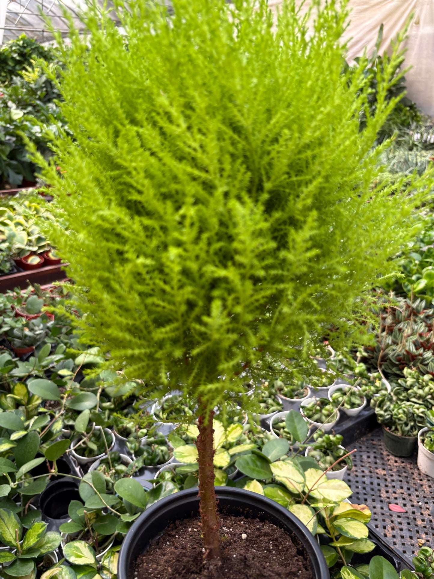 Cypress Lemon Topiary