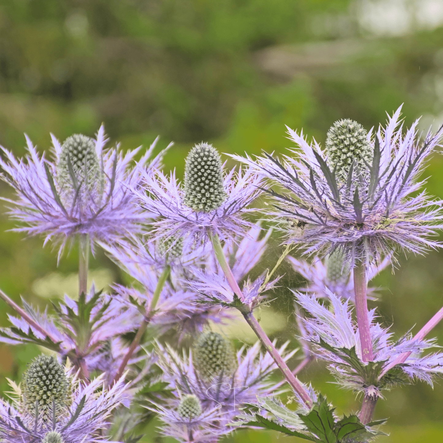 Alpine Sea Holly – 25 Seeds