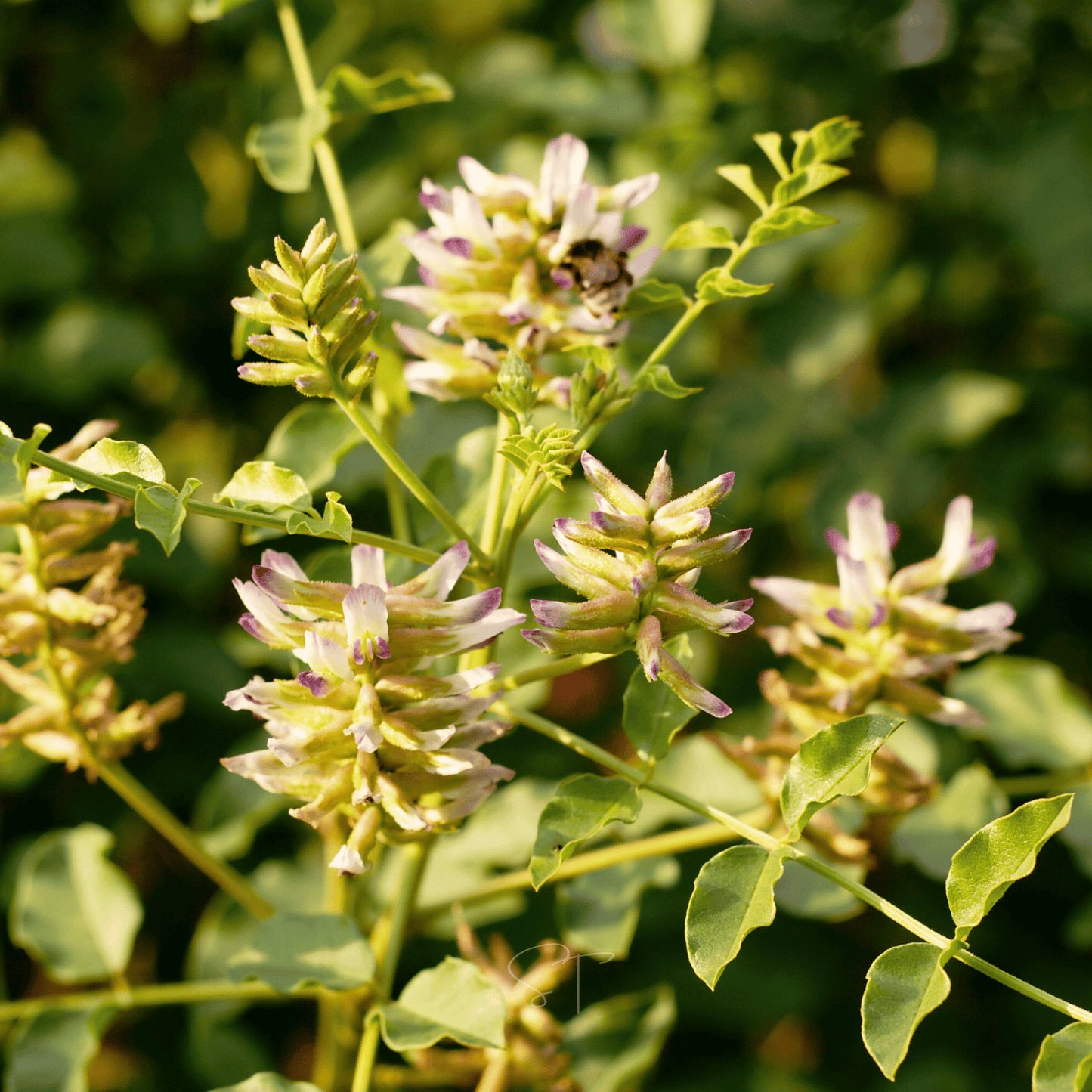 American Wild Licorice – 40 Seeds