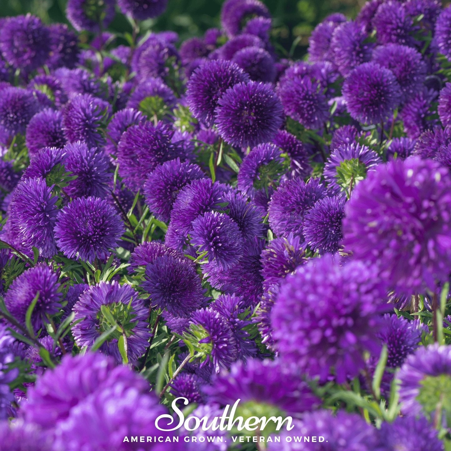 Violet Gremlin Aster – 50 Seeds