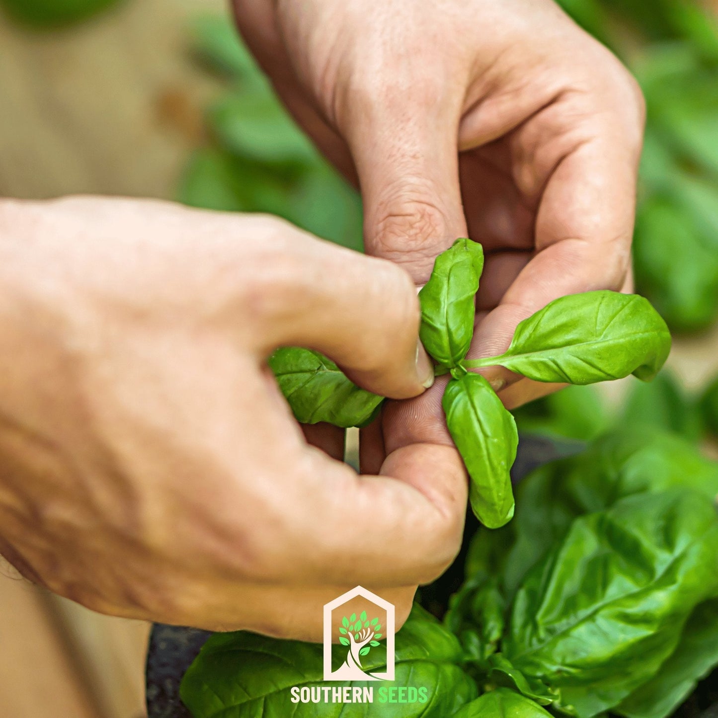 Sweet Basil – 250 Seeds