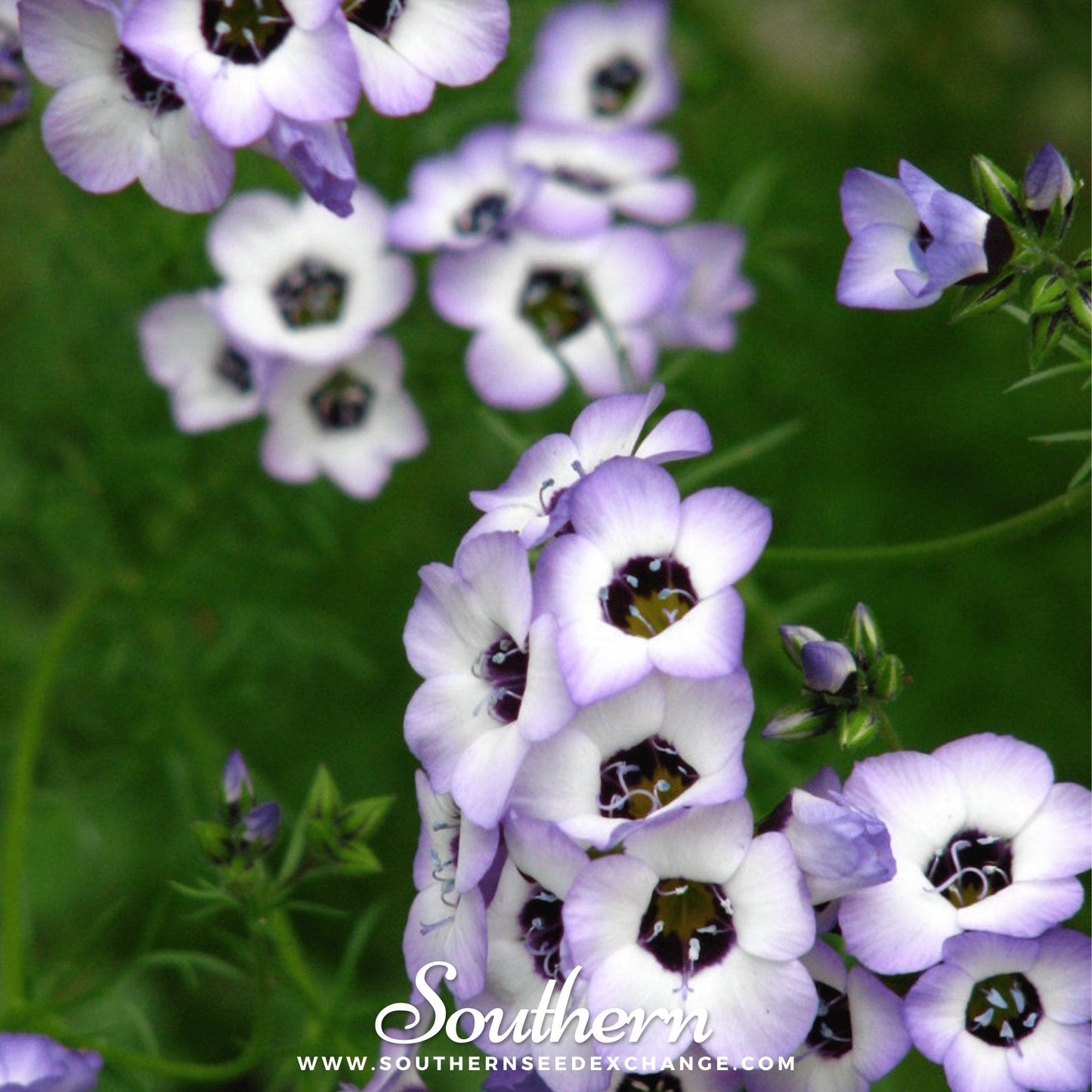 Bird's Eye – 100 Seeds