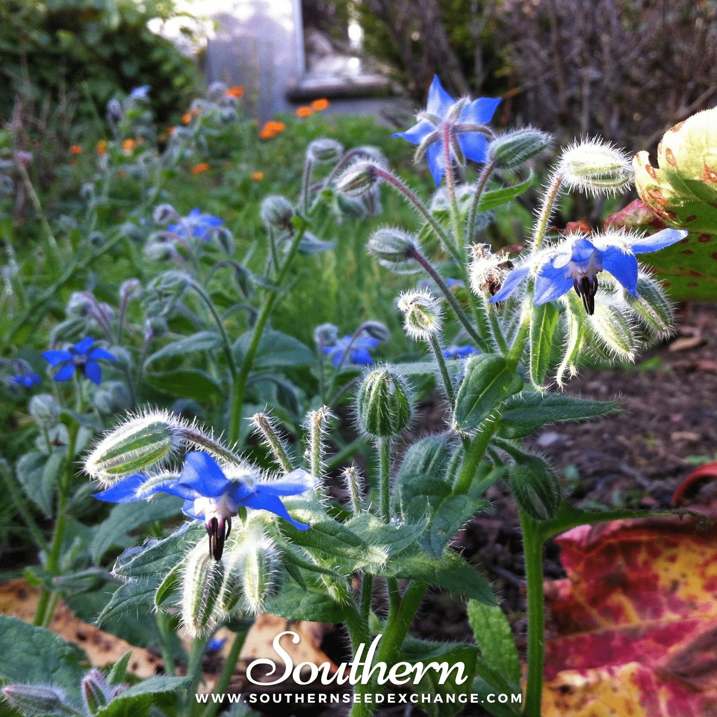 Blue Borage – 100 Seeds