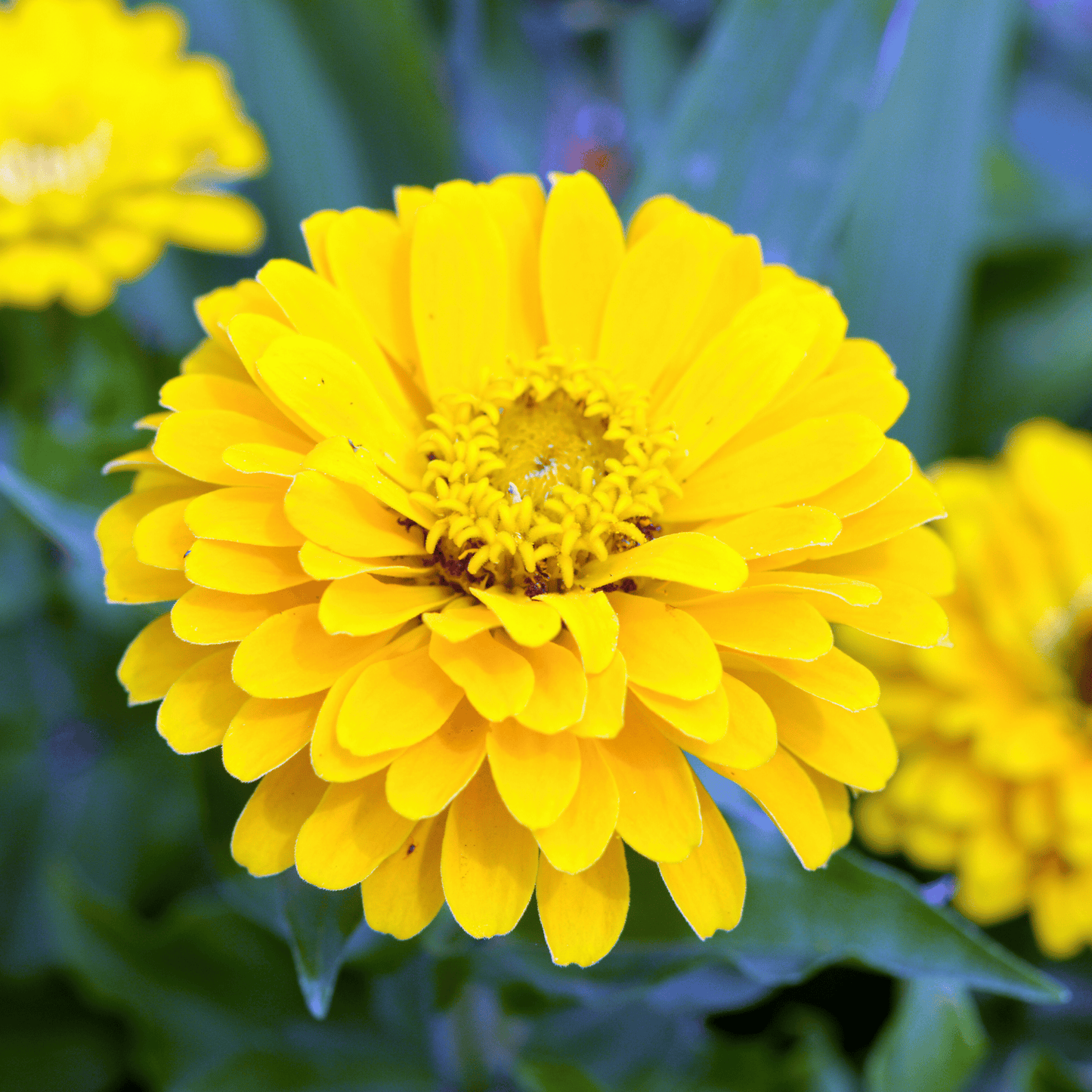 Canary Bird Zinnia – 100 Seeds