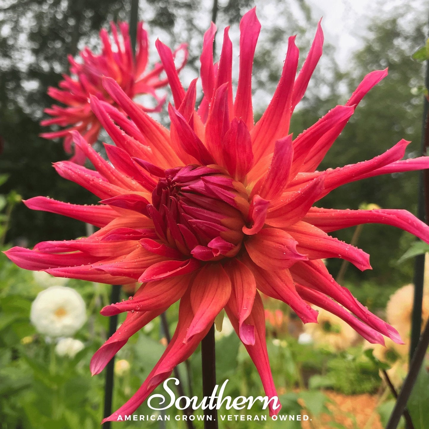Cactus Dahlia Mix – 25 Seeds