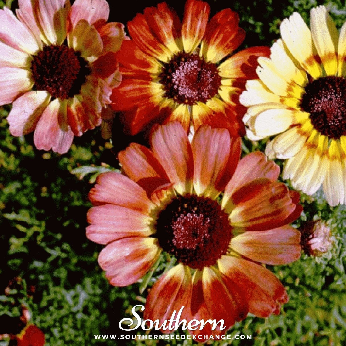 Painted Daisy – 100 Seeds