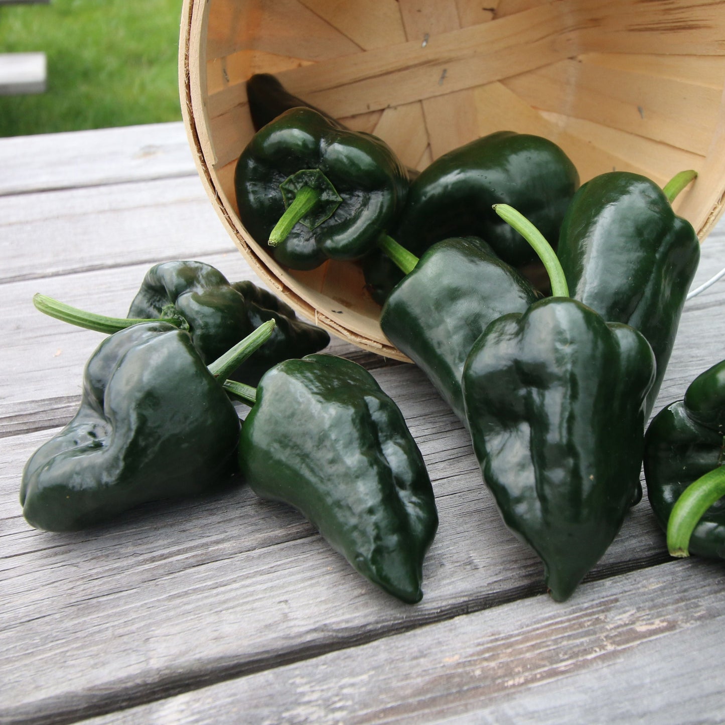 Ancho Grande (Poblano) Pepper