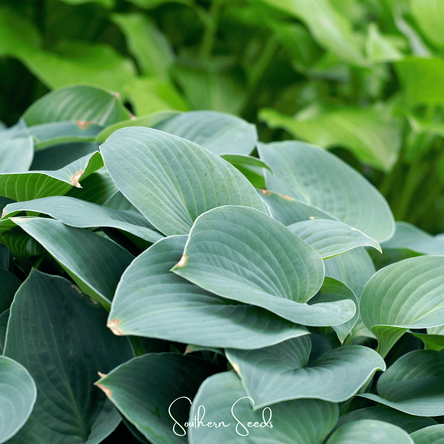 Blue Hosta – 25 Seeds
