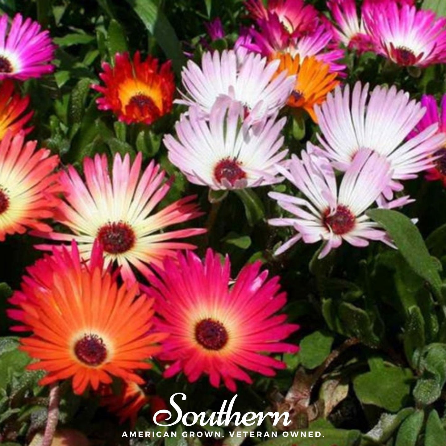 Ice Plant Mix – 200 Seeds