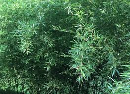 1 Live Bare Root Plant Bamboo Red Margin, Phyllostachys Rubromarginata, Hardy Fast-Growing Bamboo