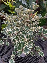 1 Ficus triangularis variegata - Variegated Ficus Triangularis Live Plant 10-12" Tall in 4" Pot