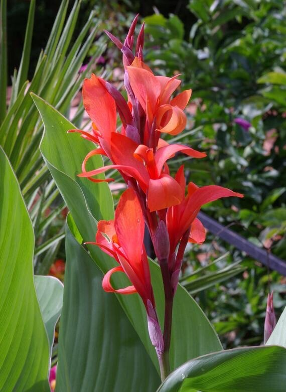 1 Canna Bulb Edulis Ker Gawl - Bare Root Live Plant - Ready to Plant, Tropical Ornamental Plant