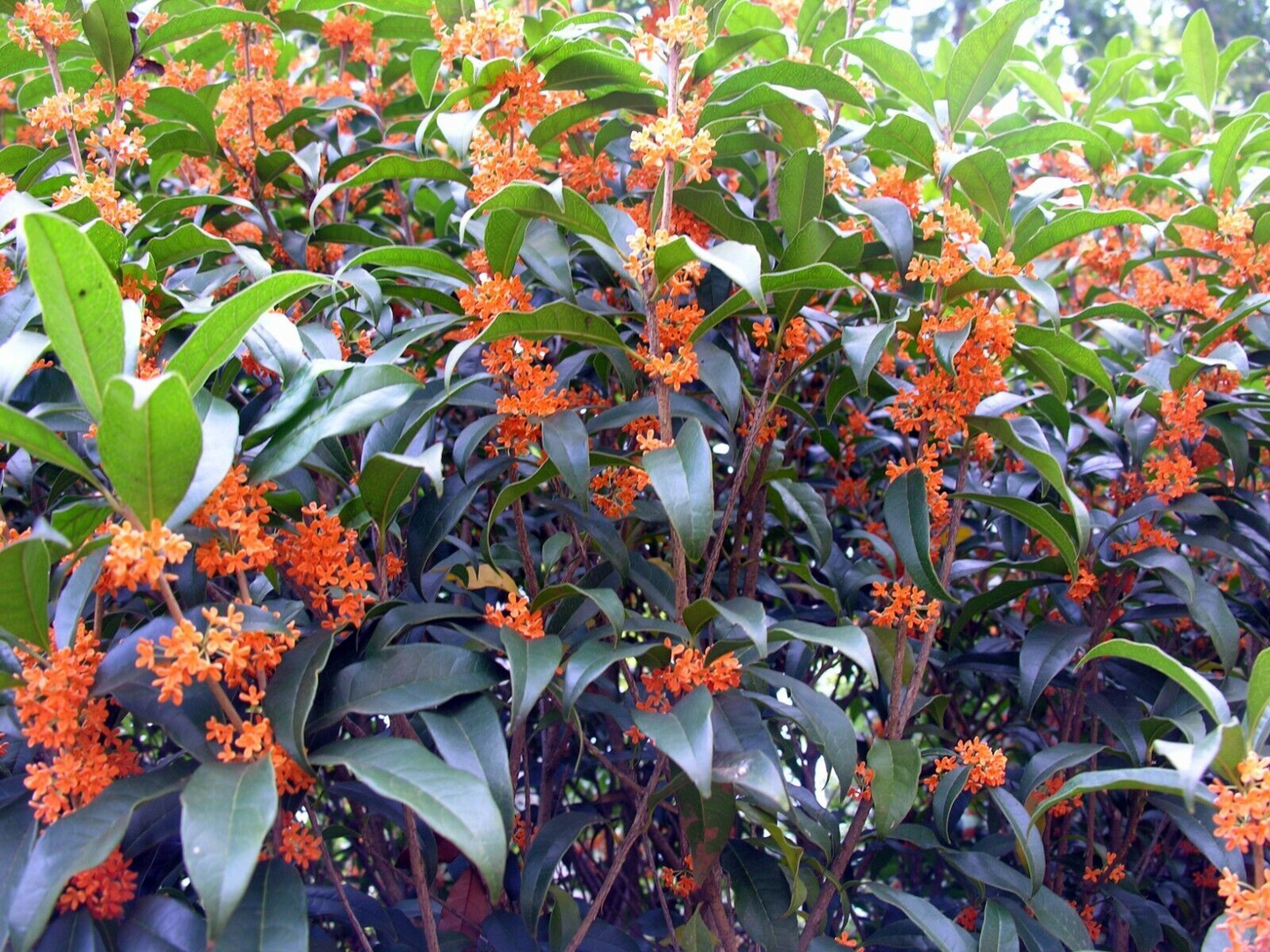 1 Apricot Echo Osmanthus fragrans Rooted Starter Plant - Fragrant Tea Sweet Olive Bareroot - Ideal for Garden, Fragrant Evergreen Shrub