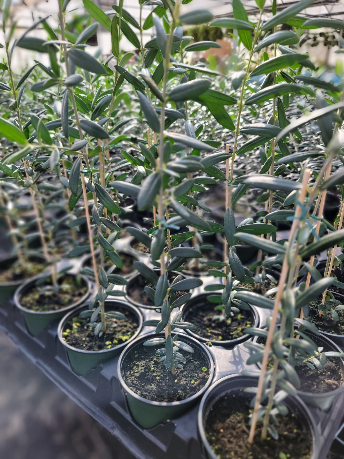 1 Arbequina Olive Tree, Live in 4 Inch Pot, Robust Roots, 10-15 Inches Tall, Hardy Edible Tree