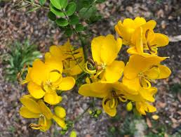 1 Christmas Senna Rooted Plant - Cassia Bicapsularis - Cream Flowers, Butterfly Host, Winter Blooming, 10-20” Tall