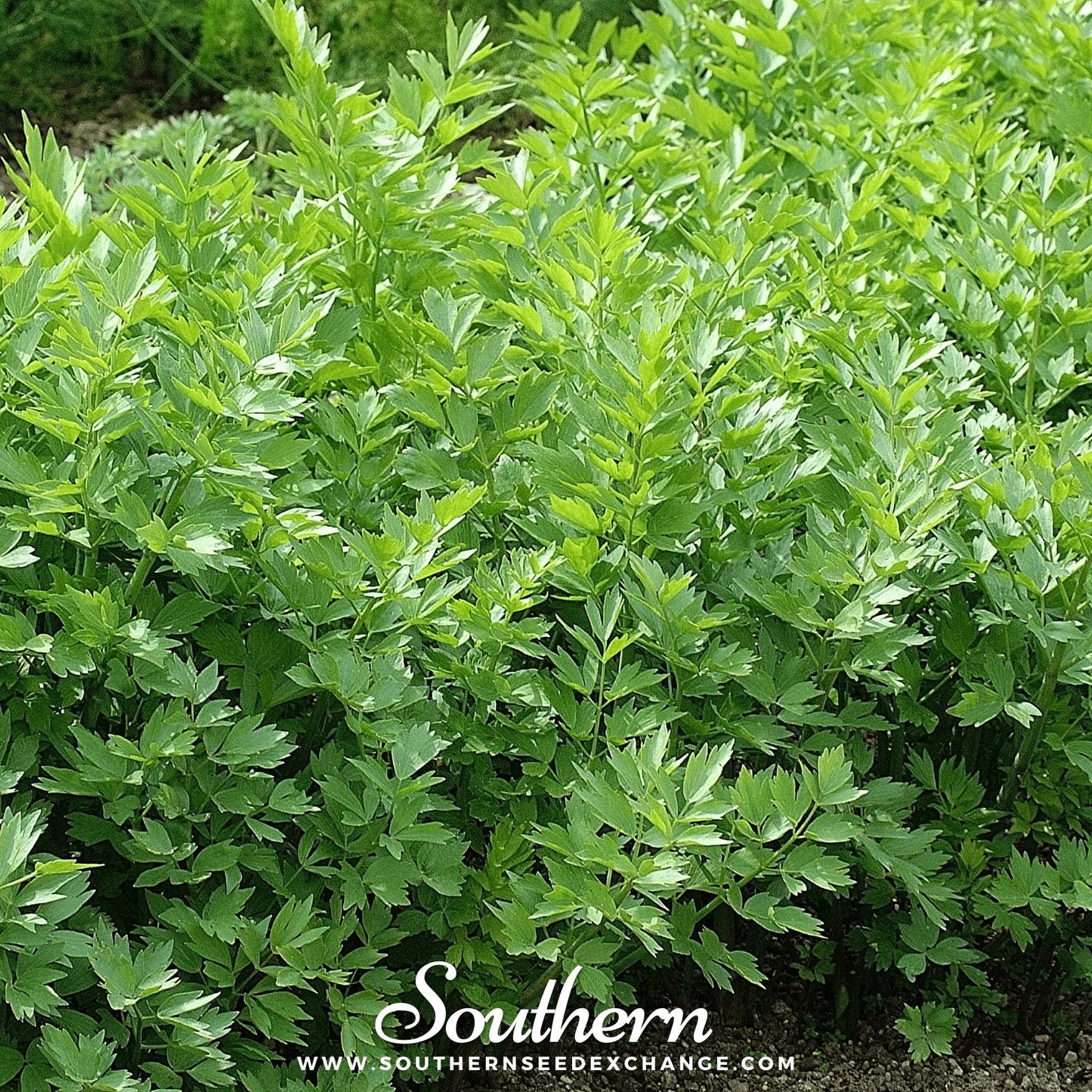 Lovage – 50 Seeds