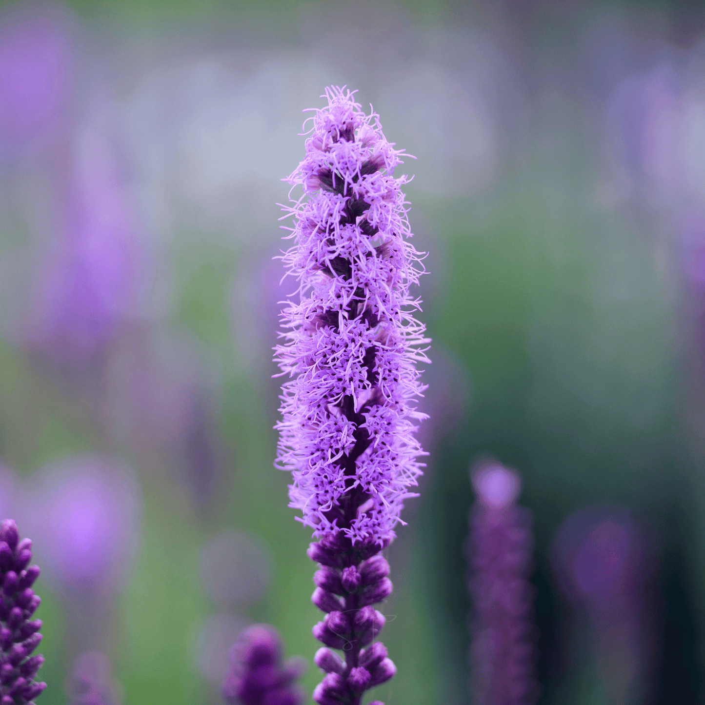 Marsh Blazing Star – 50 Seeds