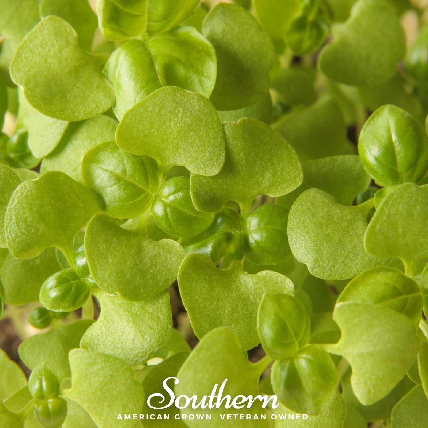 Basil Genovese Microgreen – 8 grams