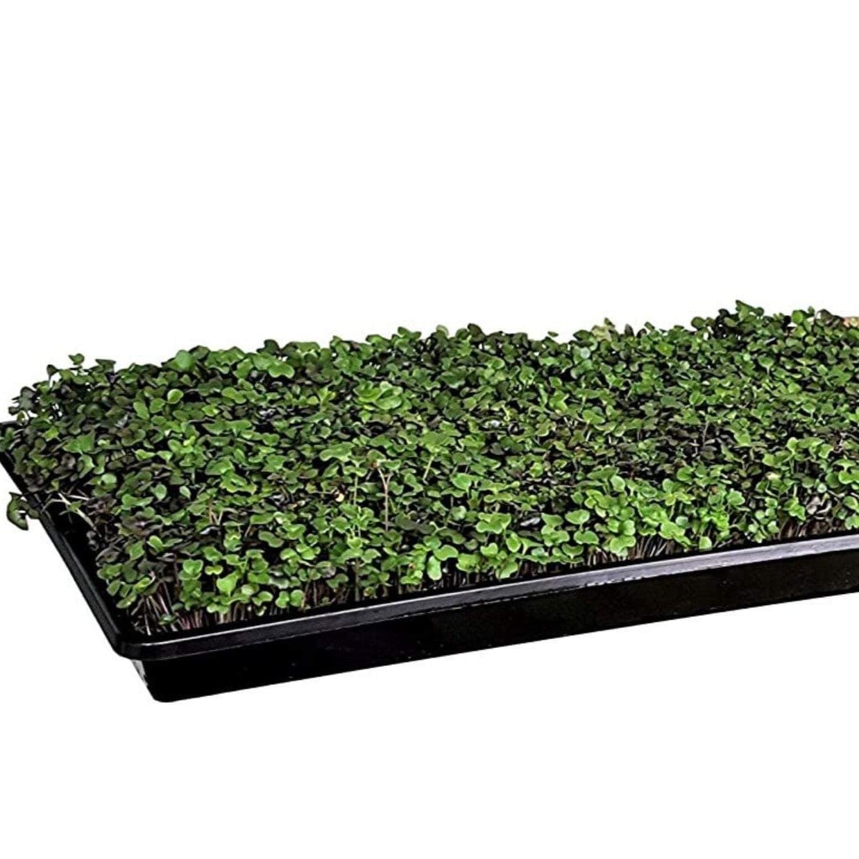 Broccoli Microgreens – 10 grams