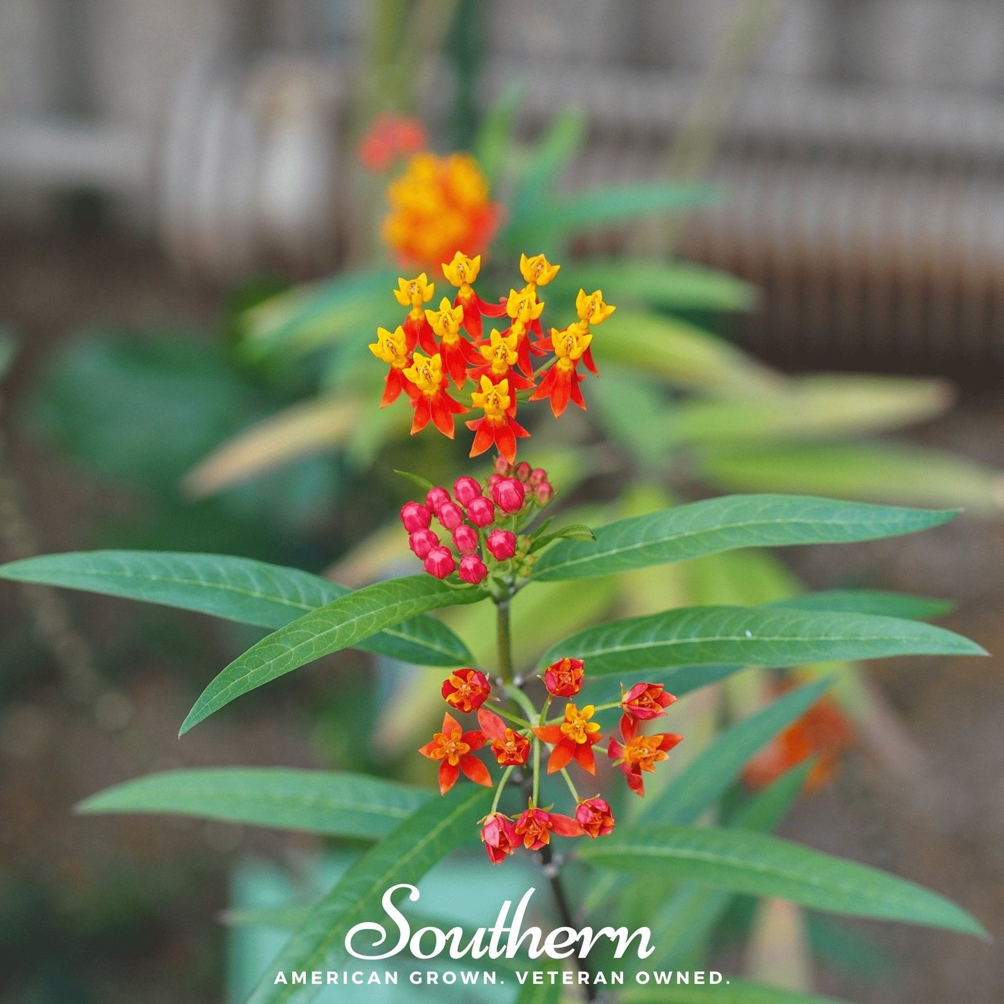 Tropical Milkweed – 50 Seeds