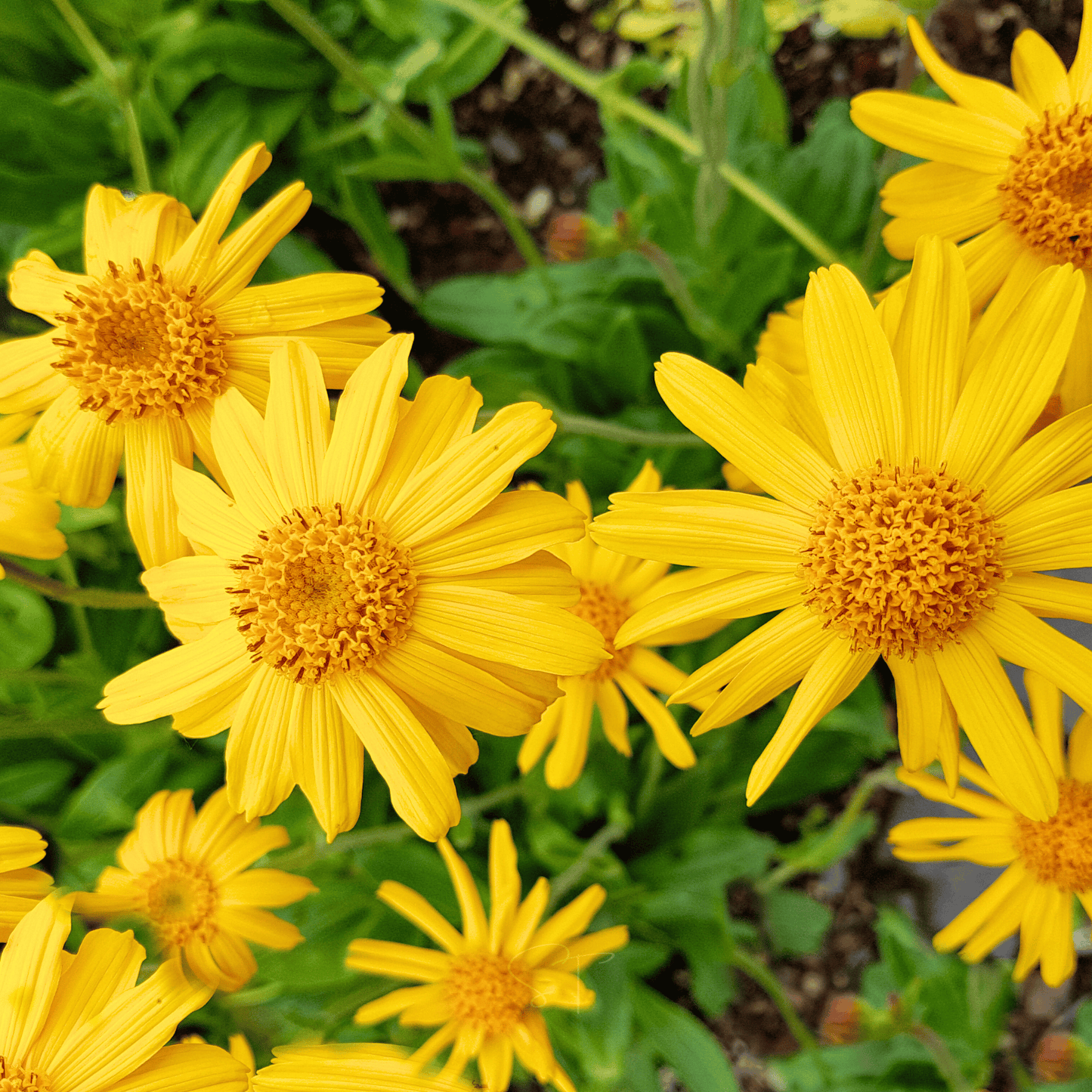 Mountain Arnica – 20 Seeds