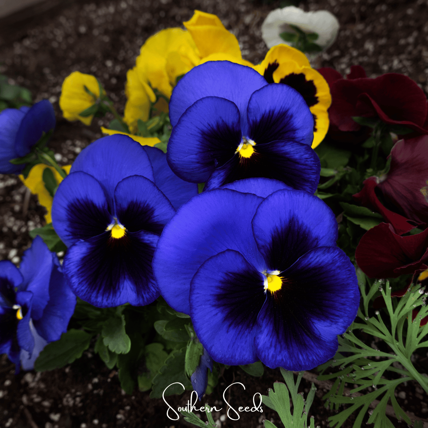 Swiss Giant Ullswater Pansy – 50 Seeds