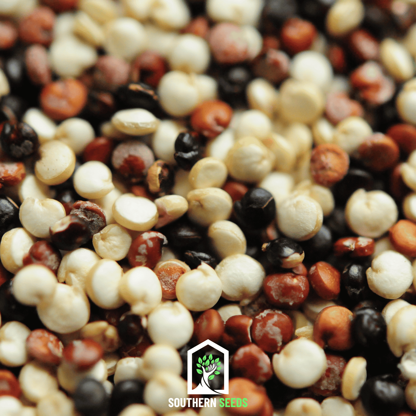 Brightest Brilliant Rainbow Quinoa – 250 Seeds