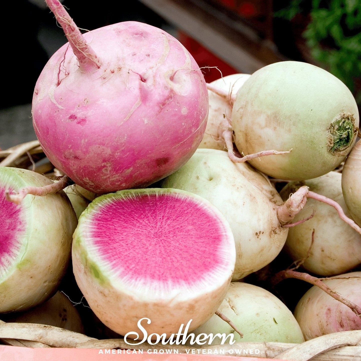 Watermelon Radish – 100 Seeds