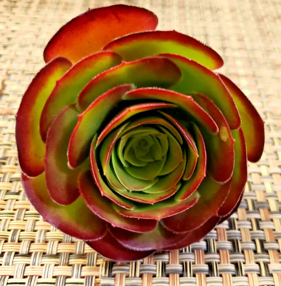 Medium Size Aeonium 'Velour' Unrooted Cuttings - 3" (7.5 cm) Diameter Succulent Plant