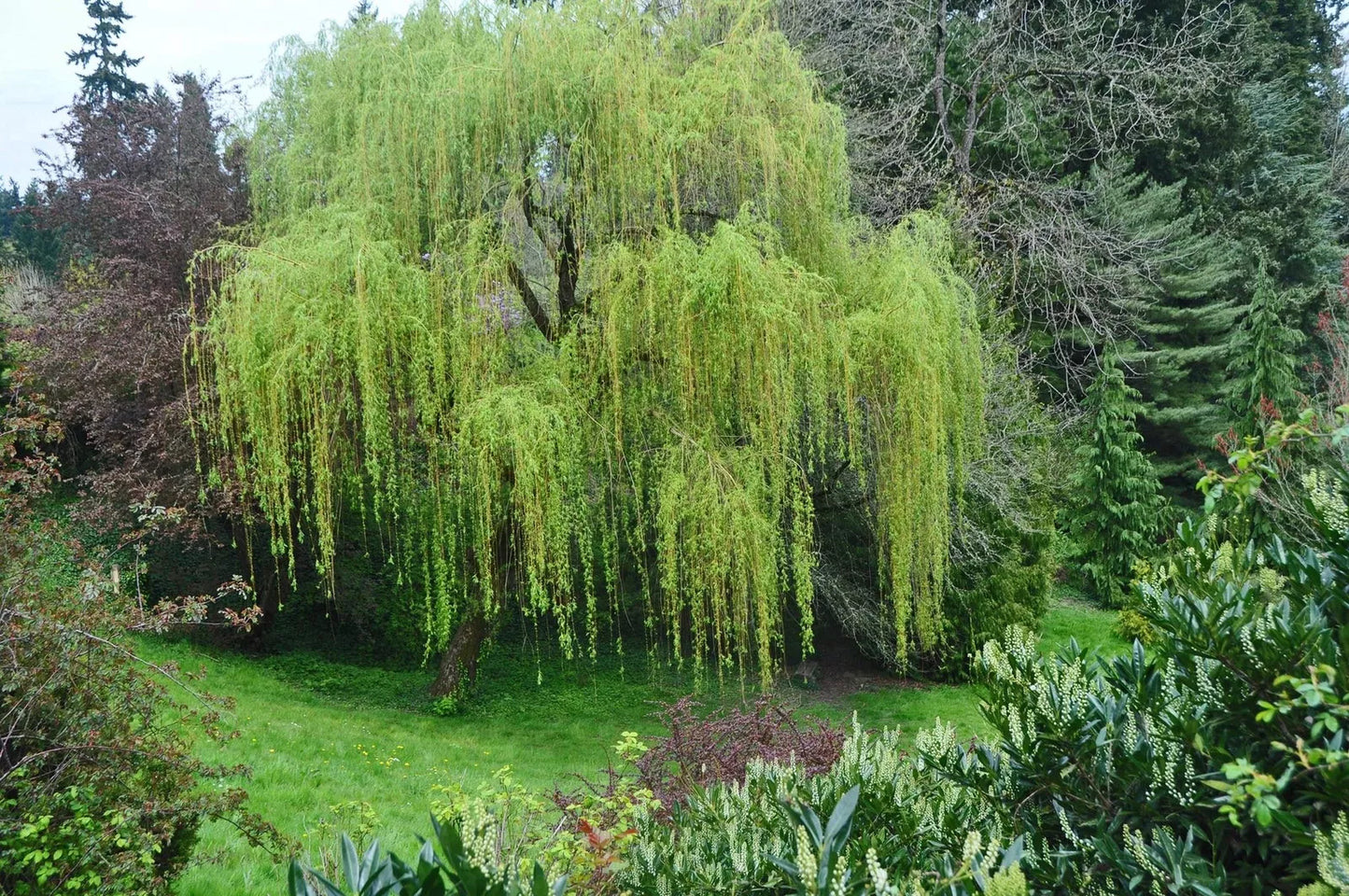 Memorial Weeping Willow Tree - Large Arching Canopy - Salix babylonica - Perfect for Gardens and Remembrance Spaces
