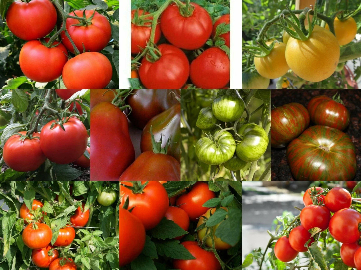 Medium Tomato Seeds, Rare & Common Varieties, Multiple Options Available, Solanum lycopersicum