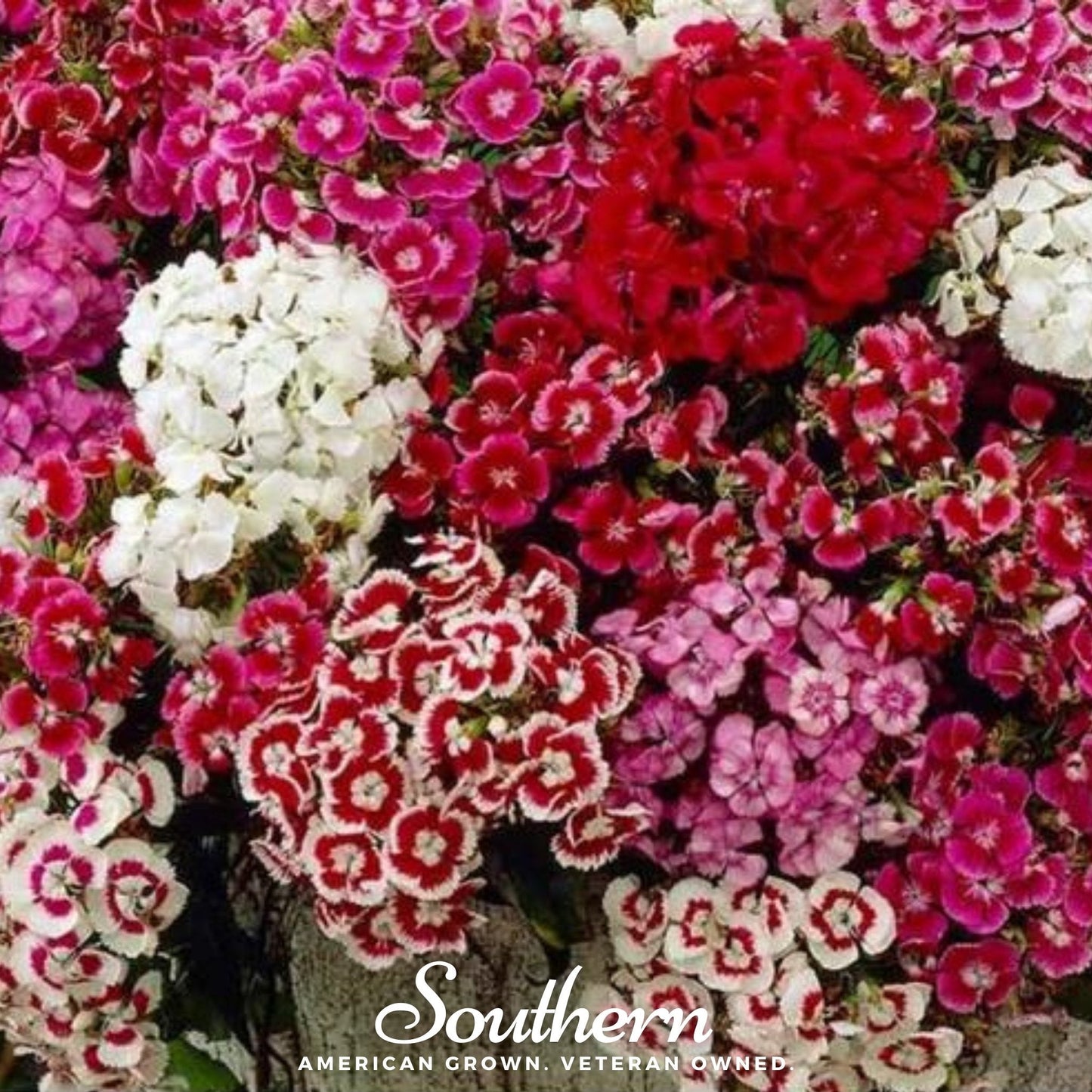 Sweet William (Dianthus) – 250 Seeds