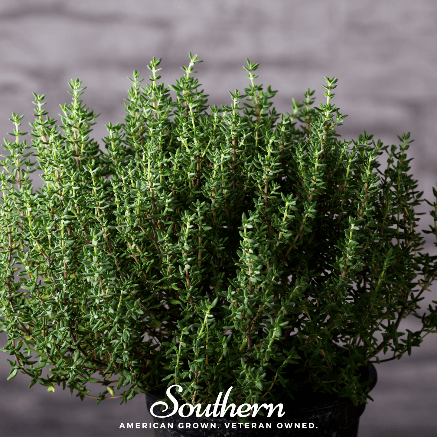 Common Thyme – 250 Seeds