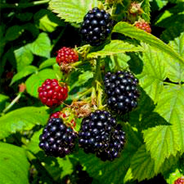 1 Apache Thornless Blackberry Plant - Rubus | Bare Root Fruit Bush | High-Yield Perennial Berry Plant for Home Gardens