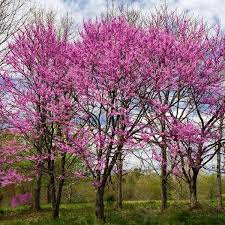 1 Eastern Redbud Tree - Cercis canadensis | 14–18” Live Bare Root | Native Flowering Tree for Landscape & Wildlife