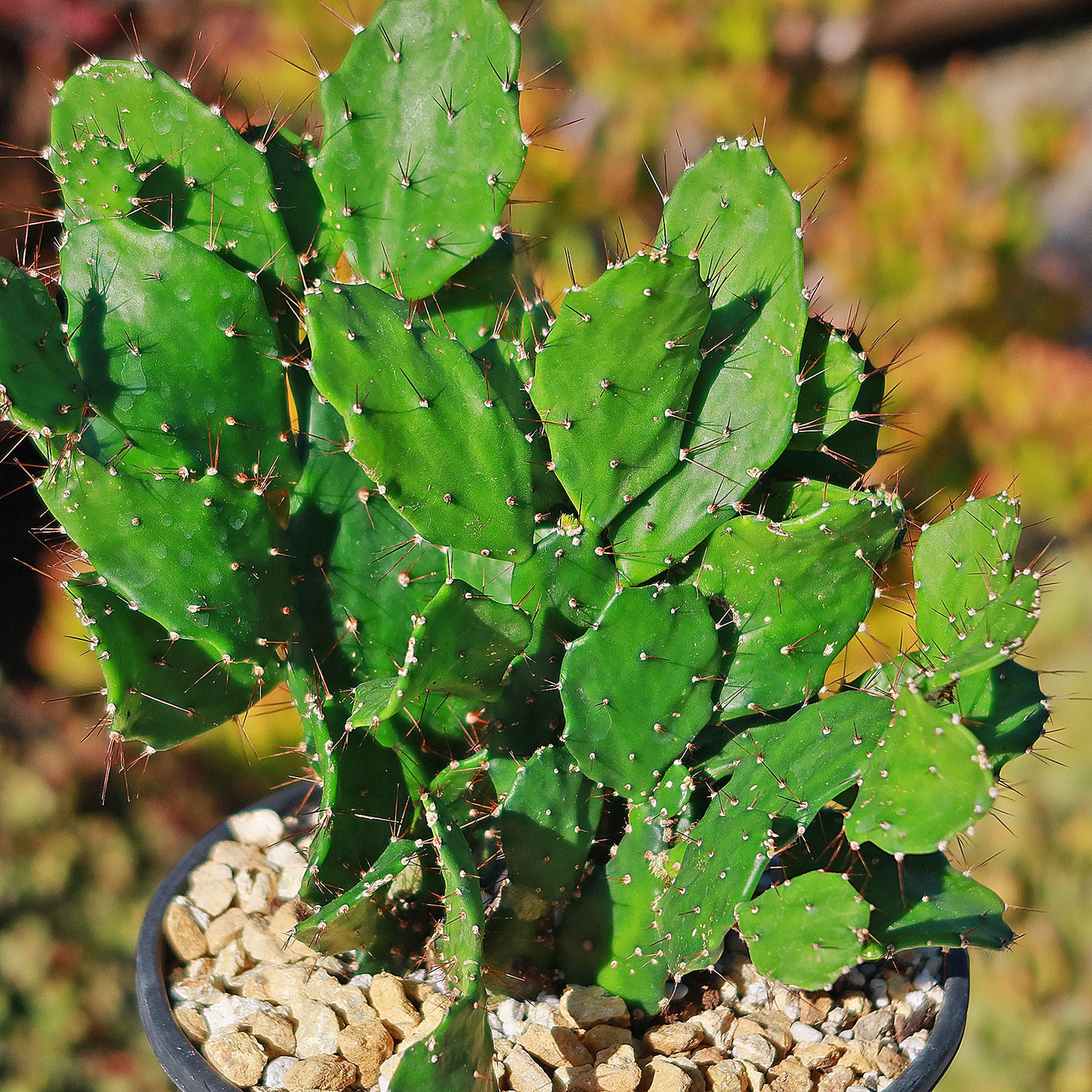 1 Brasiliopuntia brasiliensis (Brazilian Prickly Pear) Unrooted Cutting 1-2" – Treelike Cactus for Propagation, Gardening & Xeriscaping