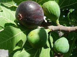 1 Kathleen's Black Fig Unrooted Cutting (Ficus carica) - At Least 3 Nodes, 8 Inches Long - Premium Fig Cutting for Rooting & Grafting