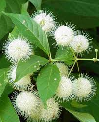 1 Buttonbush Plant - Cephalanthus occidentalis | 12-18” Bare Root | Native Shrub for Wetlands, Pollinators & Wildlife