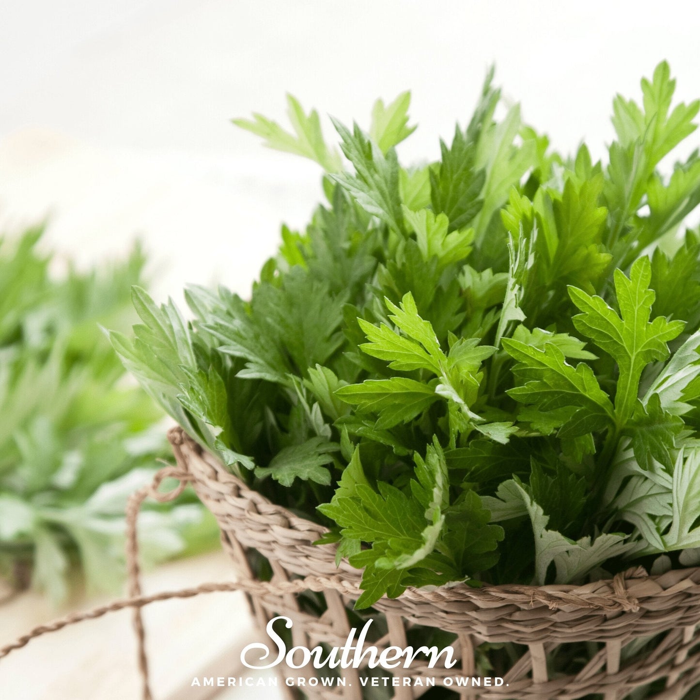 Wormwood – 200 Seeds