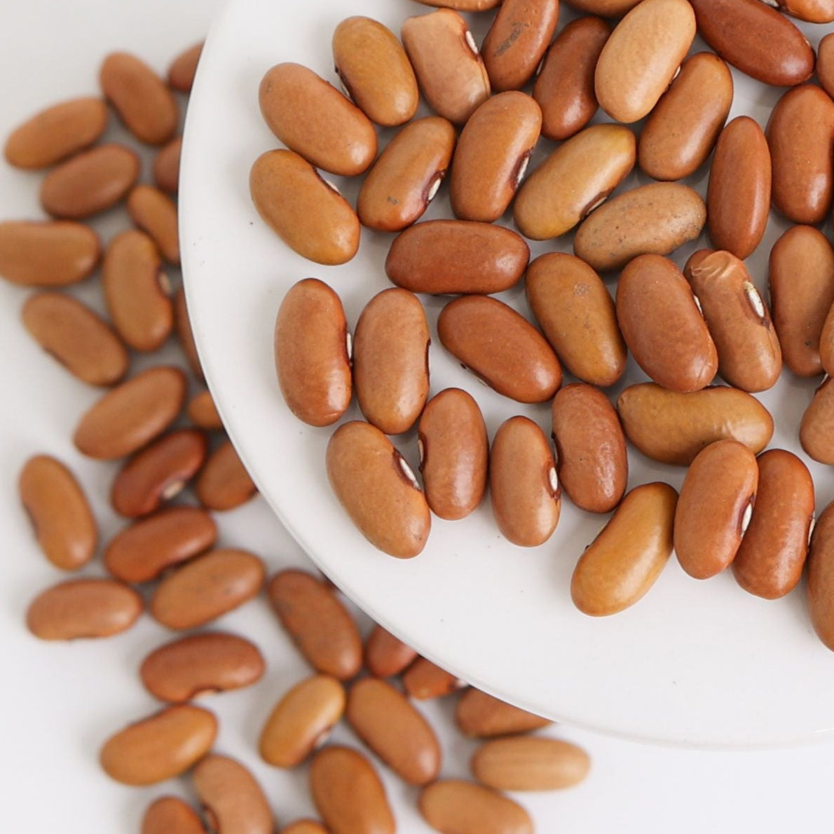 Arikara Yellow Bean (Bush)