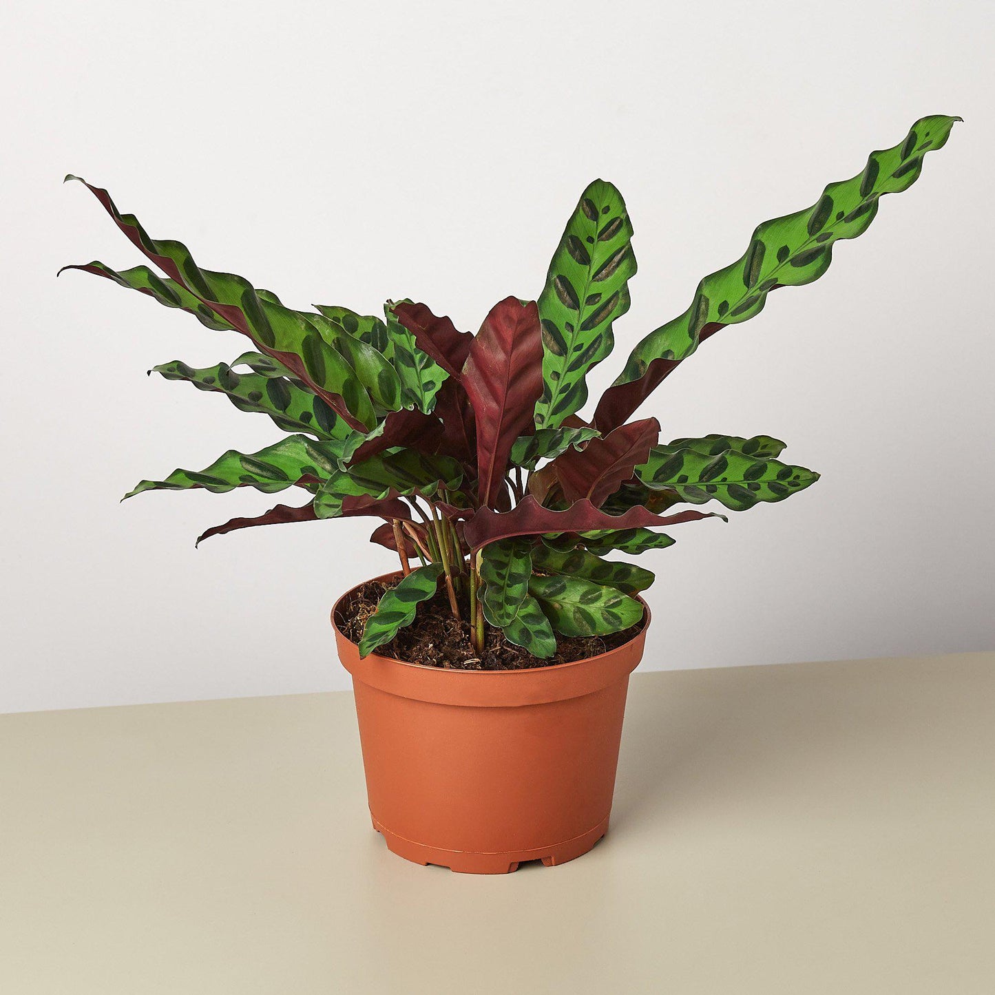 Calathea Lancifolia 'Rattlesnake'