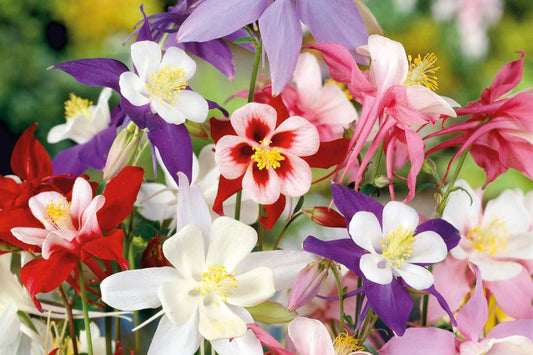 McKana Giant Mix Columbine Seeds | Red, White, Yellow, Purple | Attracts Hummingbirds | Perennial | 260 Days |