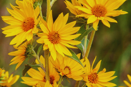 MAXIMILIAN Sunflower Seeds - 250+ Non-GMO Perennial Seeds | Helianthus maximiliani | USA Free Shipping