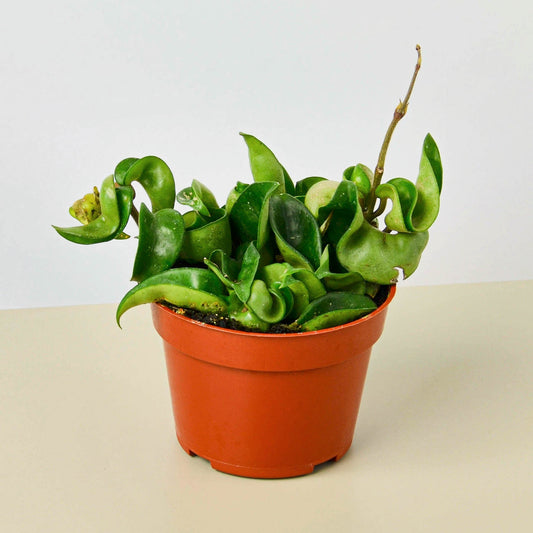 Hoya Rope Plant