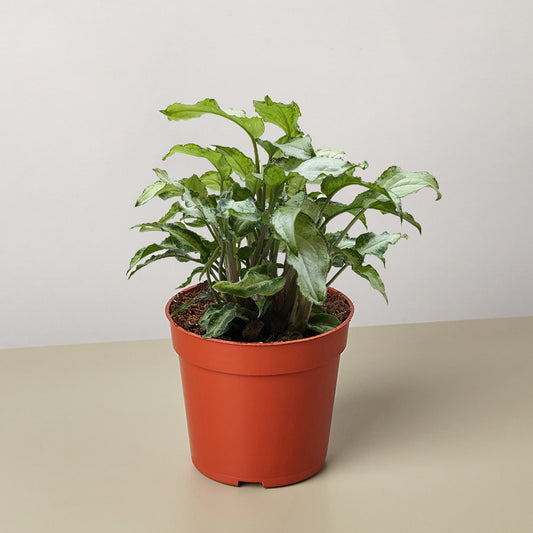 Syngonium 'Three Kings'