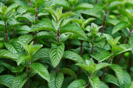 1 Chocolate Mint Live Starter Plant | Organic Homegrown Herb for Tea, Cooking, Oils & Aromatherapy | Fast Growing