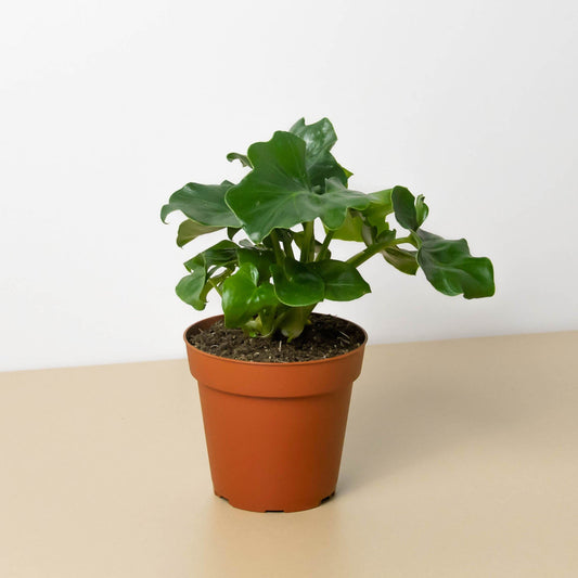 Philodendron 'Atom'