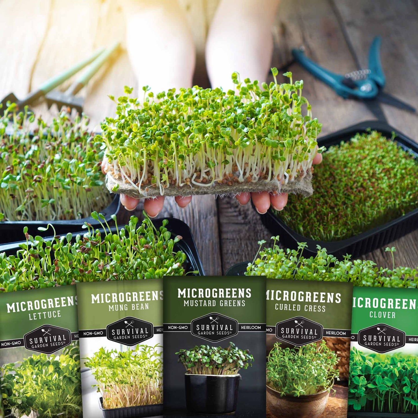 Microgreens Seeds Variety Pack – 5 Heirloom Non-GMO Microgreen Seed Packs for Indoor Growing & Sprouting