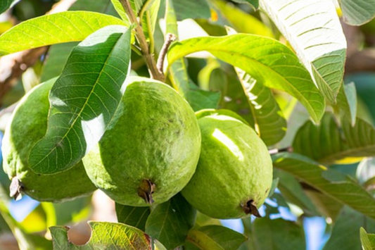 1 Mexican Guava (Psidium guajava) Live Fruit Tree - 1’-2’ Tall Sweet, Creamy Tropical Delight