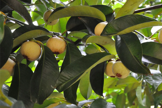 1 Mangosteen Tree (Garcinia Mangostana) Exotic Tropical Fruit Tree 6" | Queen of Fruits, Sweet & Tangy Flavor